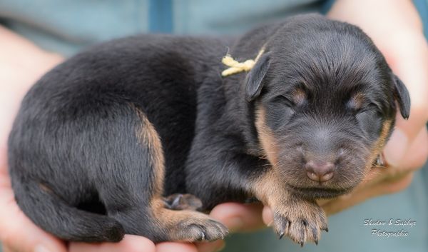 Du Royaume De Galadriel - Chiots disponibles - Berger de Beauce