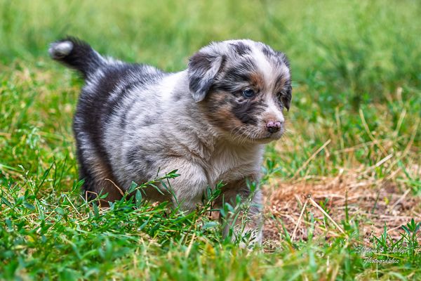 Du Royaume De Galadriel - Chiots disponibles - Berger Australien