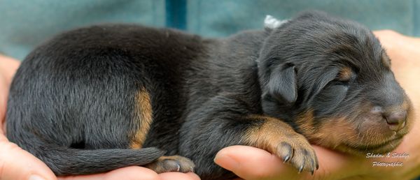 Du Royaume De Galadriel - Chiots disponibles - Berger de Beauce