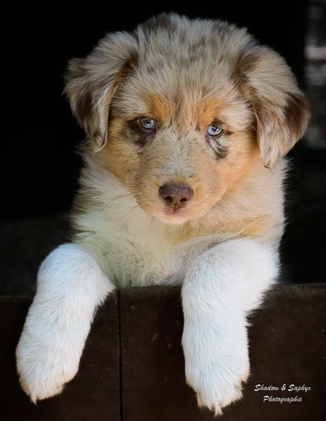Du Royaume De Galadriel - Chiots disponibles - Berger Australien