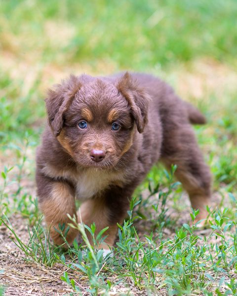 Du Royaume De Galadriel - Chiots disponibles - Berger Australien