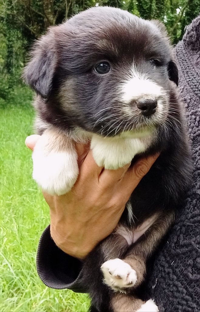 Du Royaume De Galadriel - Chiots disponibles - Berger Australien