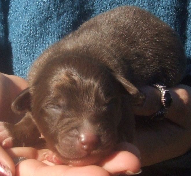Du Royaume De Galadriel - Chiots disponibles - Berger Australien