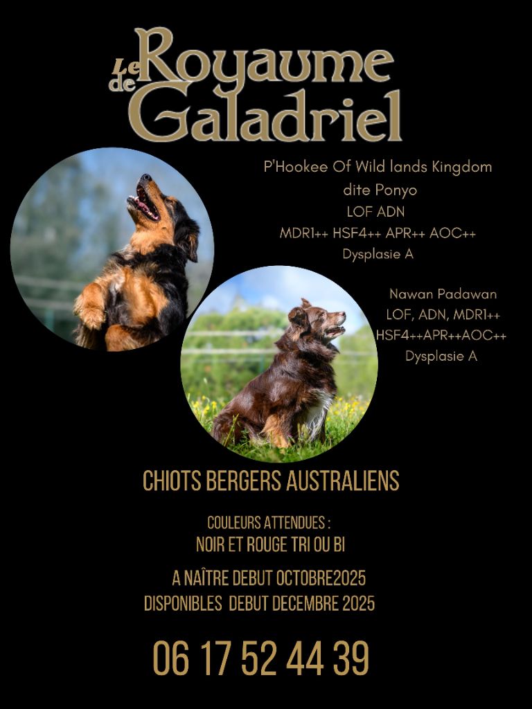 Chiot Berger Australien Du Royaume De Galadriel