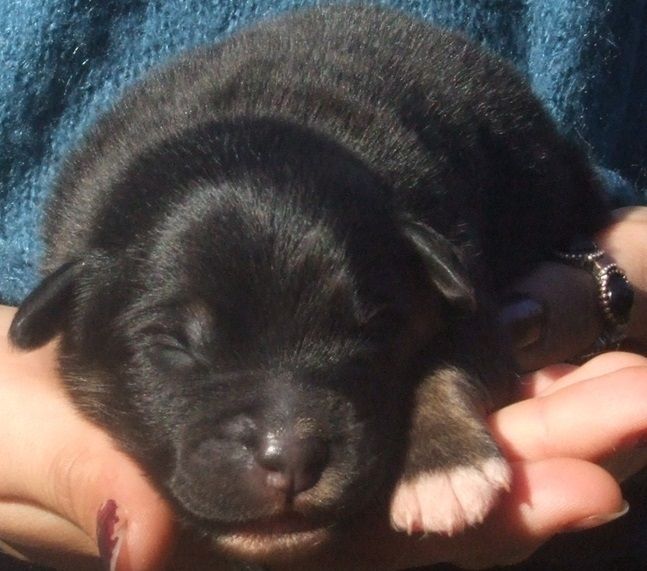 Du Royaume De Galadriel - Chiots disponibles - Berger Australien