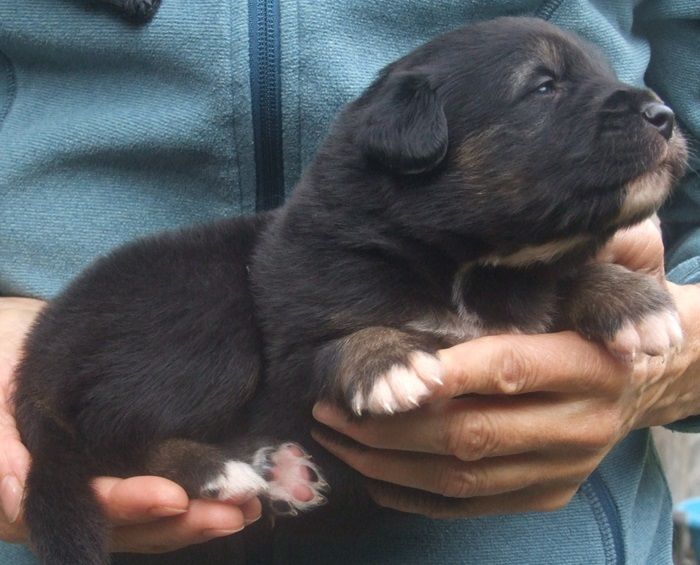 Du Royaume De Galadriel - Chiots disponibles - Berger Australien