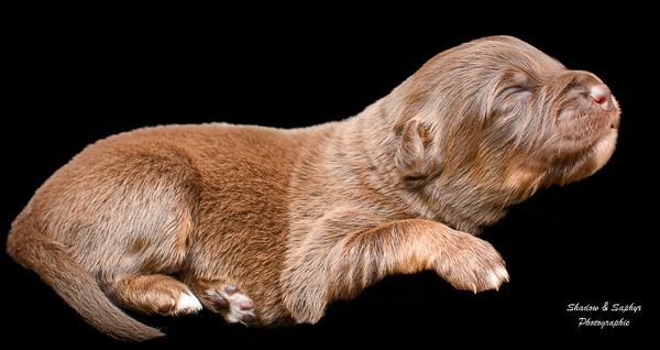 Du Royaume De Galadriel - Chiots disponibles - Berger Australien