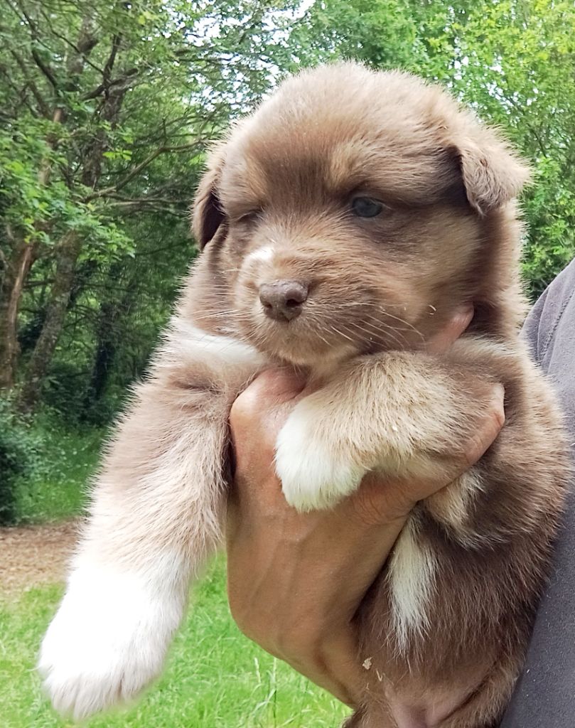 Du Royaume De Galadriel - Chiots disponibles - Berger Australien