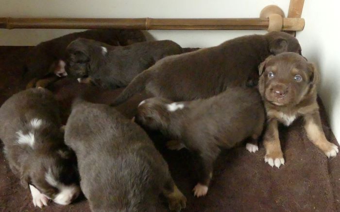 Chiot Berger Australien Du Royaume De Galadriel