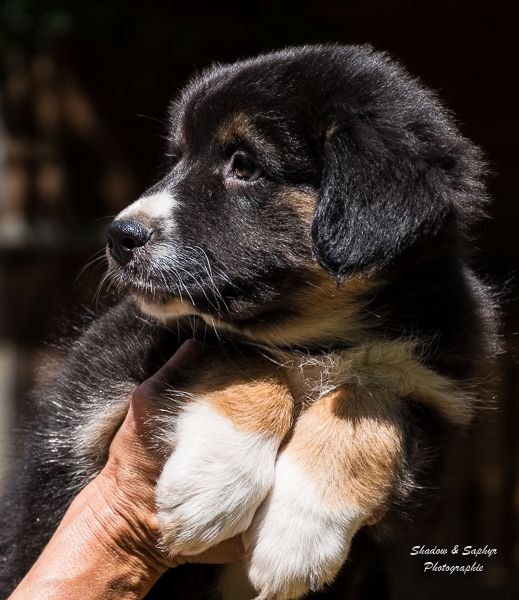 Du Royaume De Galadriel - Chiots disponibles - Berger Australien