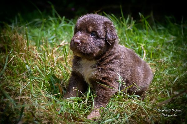 Du Royaume De Galadriel - Chiots disponibles - Berger Australien