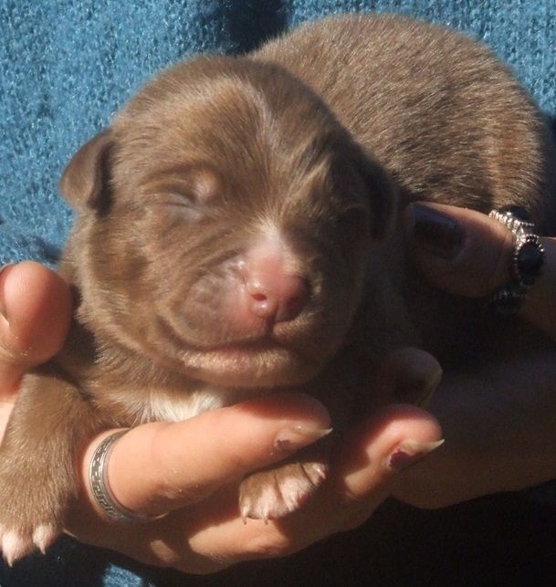 Du Royaume De Galadriel - Chiots disponibles - Berger Australien