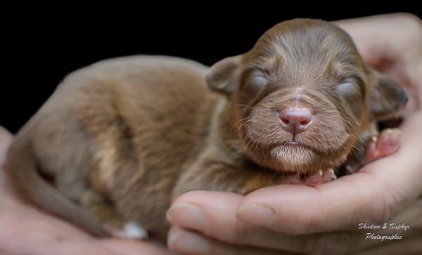 Du Royaume De Galadriel - Chiots disponibles - Berger Australien