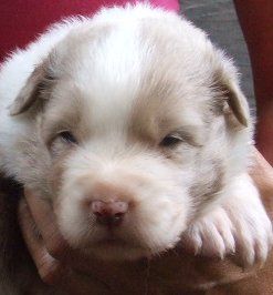 Du Royaume De Galadriel - Berger Australien - Portée née le 06/07/2017