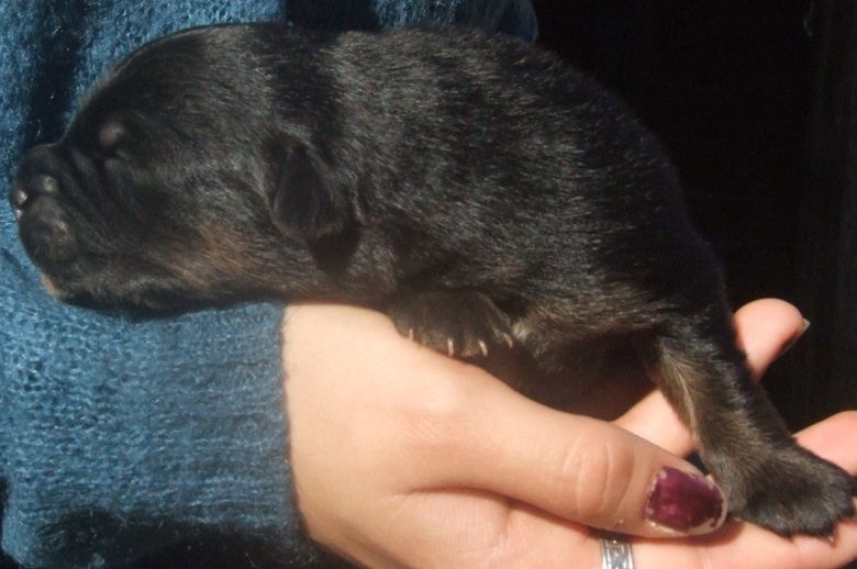 Du Royaume De Galadriel - Chiots disponibles - Berger Australien