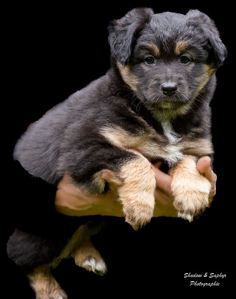 Du Royaume De Galadriel - Chiots disponibles - Berger Australien