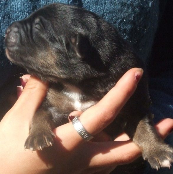 Du Royaume De Galadriel - Chiots disponibles - Berger Australien