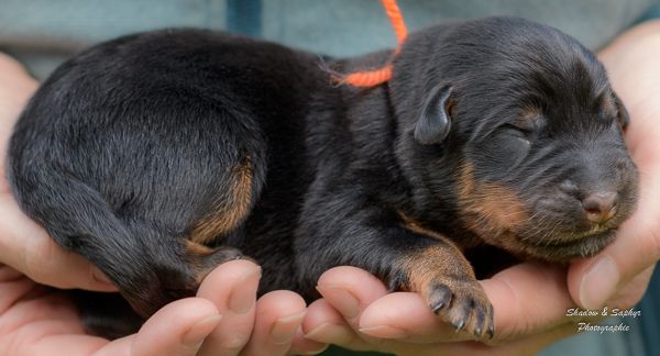 Du Royaume De Galadriel - Chiots disponibles - Berger de Beauce