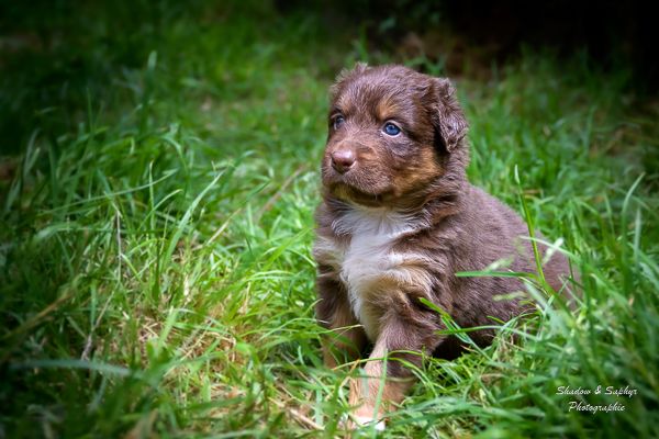Du Royaume De Galadriel - Chiots disponibles - Berger Australien