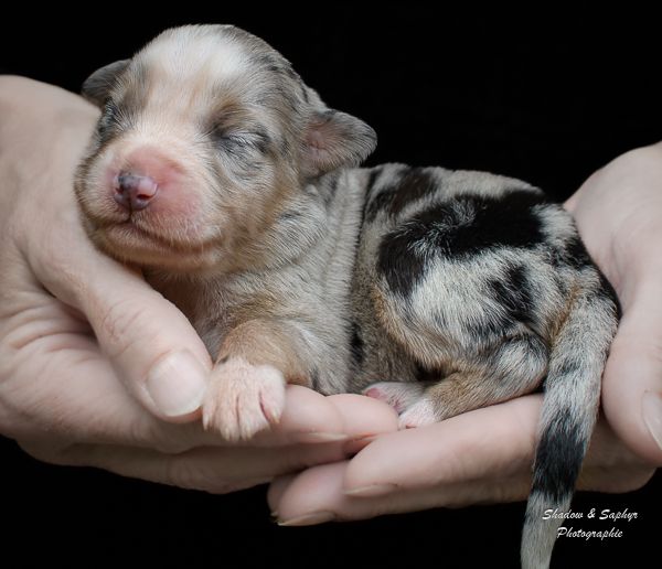 Du Royaume De Galadriel - Chiots disponibles - Berger Australien