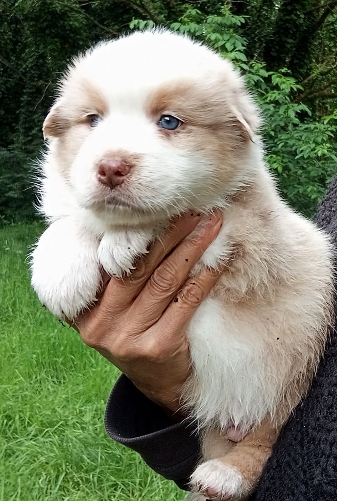 Du Royaume De Galadriel - Chiots disponibles - Berger Australien