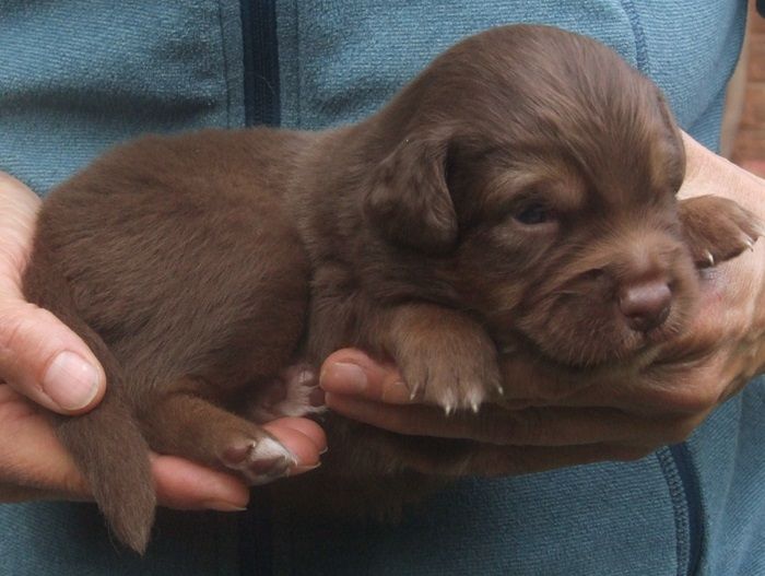 Du Royaume De Galadriel - Chiots disponibles - Berger Australien