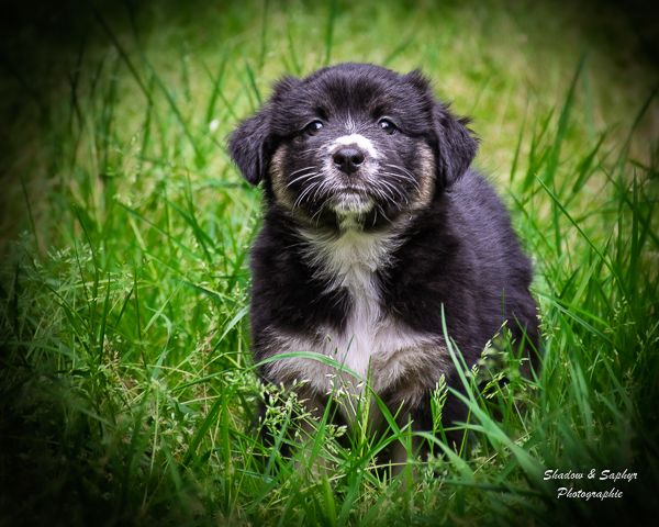Du Royaume De Galadriel - Chiots disponibles - Berger Australien