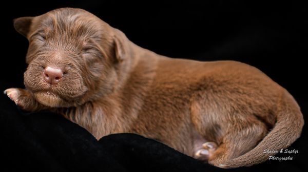 Du Royaume De Galadriel - Chiots disponibles - Berger Australien