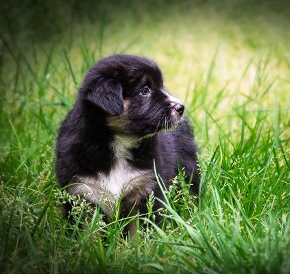 Du Royaume De Galadriel - Chiots disponibles - Berger Australien