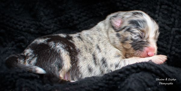 Du Royaume De Galadriel - Chiots disponibles - Berger Australien